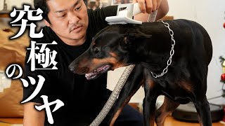 宠物食品红人合作3
